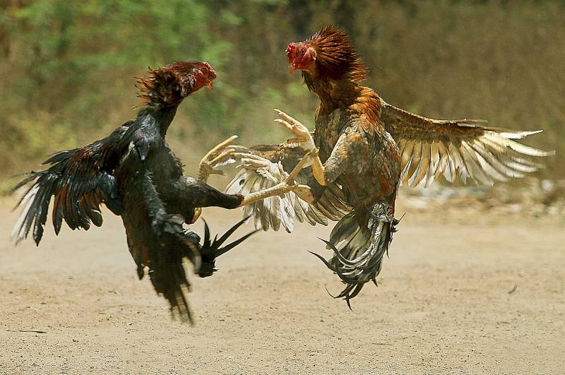 Đá Gà Chọi C1 - Đỉnh Cao Của Nghệ Thuật Chọi Gà 1 Da Ga Choi C1 Dinh Cao Cua Nghe Thuat Choi Ga